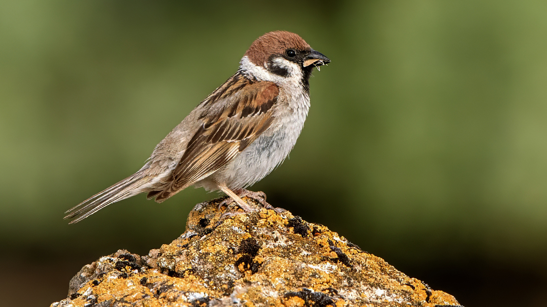 Eurasian Tree Sparrow
